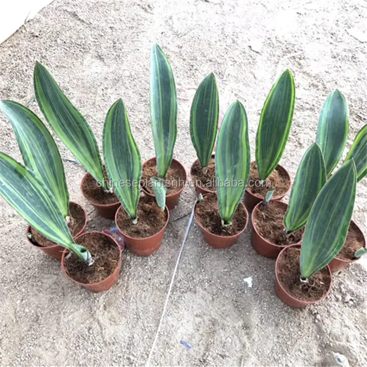 sansevieria (3)