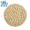 Raw Blanched peanuts as fresh material for wholesaler and Yummy candy manufacturer