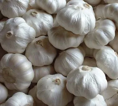 China fresh white garlic for wholesales with cheap price