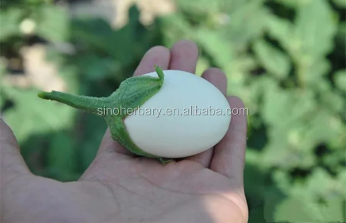 高产白茄子种子种植 Buy 国家蔬菜 蔬菜花园 国家水果和蔬菜product On Alibaba Com