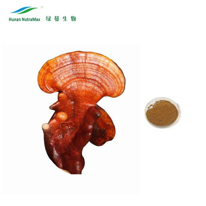 Reishi Mushroom 6