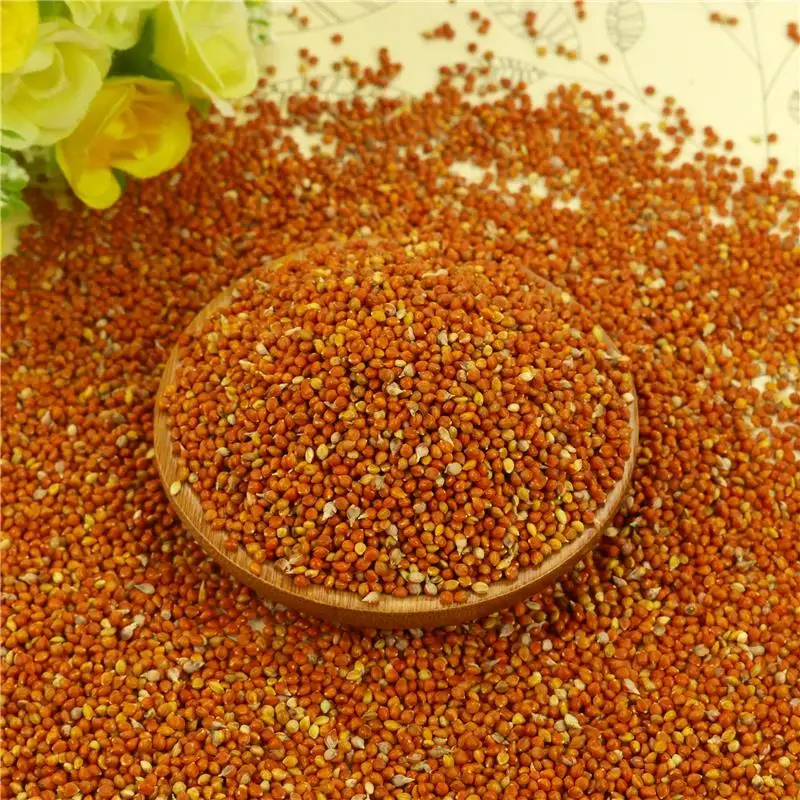 Glutinous Red Millet For Bird Seeds Buy Red Millet,Glutinous Millet