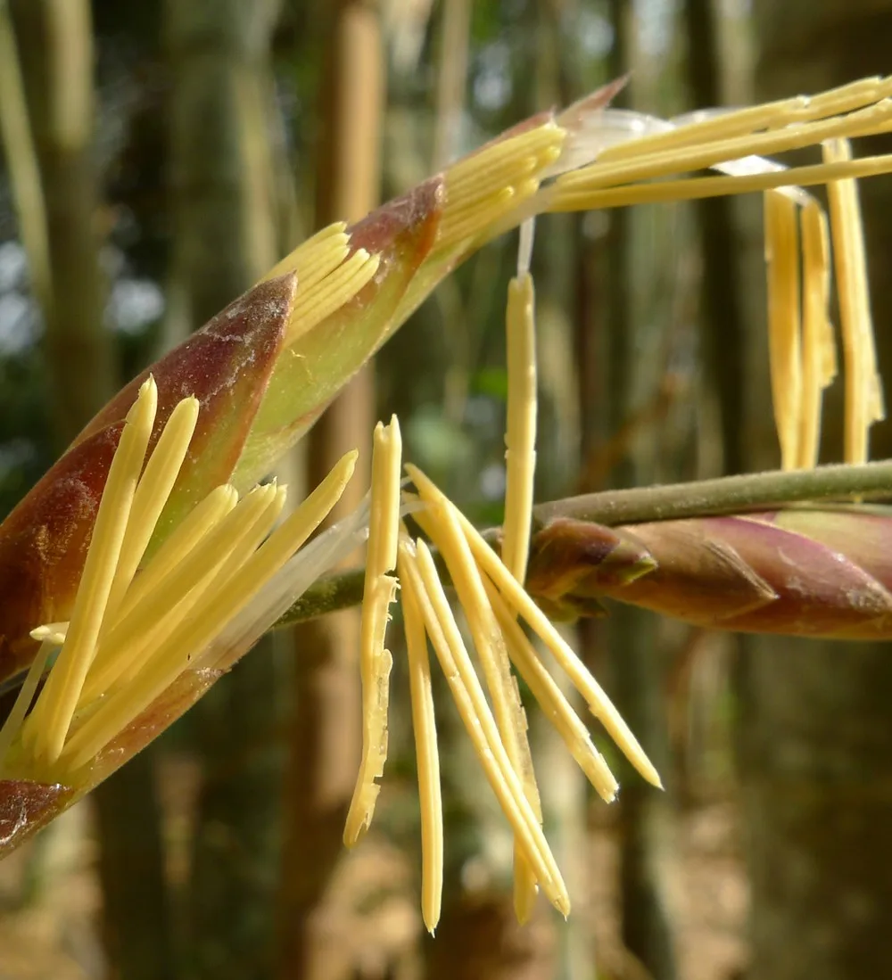 2020 Harvest Giant Tropical Bamboo Bamboo Seeds Buy Bamboo Seeds