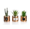 set of 3 Mini Artificial Plants Plastic Green Grass Cactus with Special Golden Can Pot Design