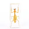 Teaching Embedded Specimen Mantis Resin Insect Block crystal real animal specimens display for museum