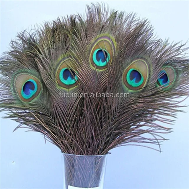 peacock feather (1).jpg