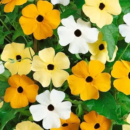 Black Eyed Susan Flower Find Deals On Get Quotations Black Eyed Susan Seeds Vine Mix Packet Summer And Fall Orange Blooms