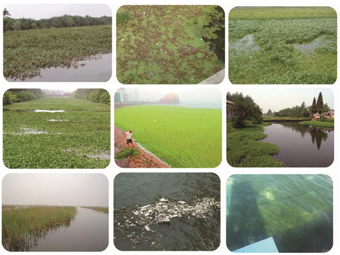 -WATER WEED.jpg