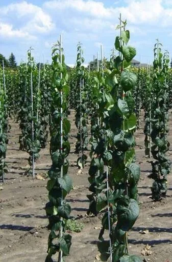 7mm plant support fiberglass rod nursery tree stake grape vines