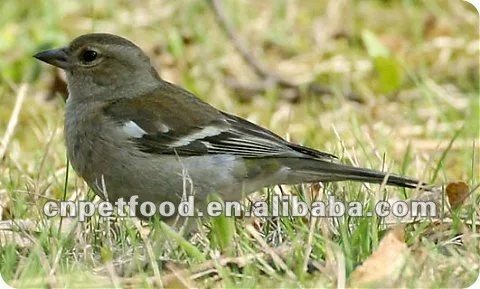 Chaffinch