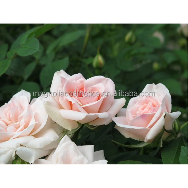 81oVMt5kISL._SL1500_.jpg