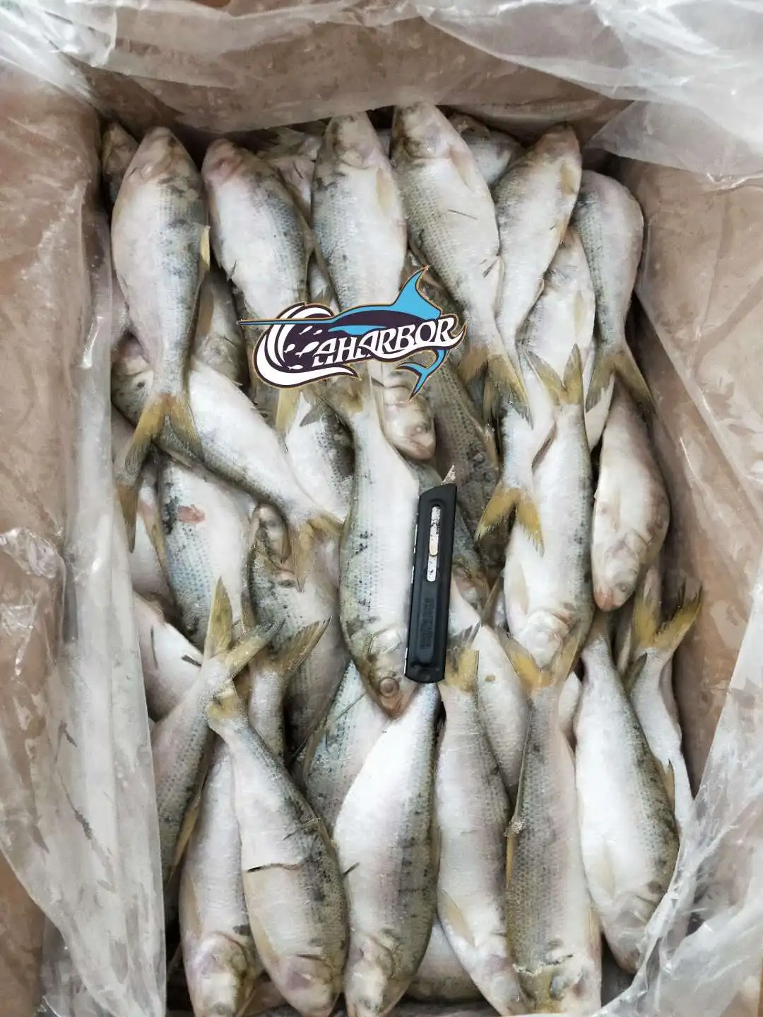 frozen shad for sale
