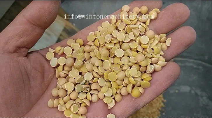 soybean1 .jpg