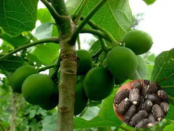 40 Semi Di Jatropha Curcas Pianta Tropicale Non OGM Per