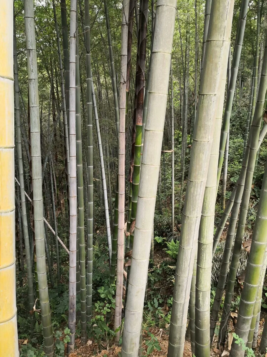 bamboo construction material,bamboo wood sheets,bamboo sheet plywood.jpg