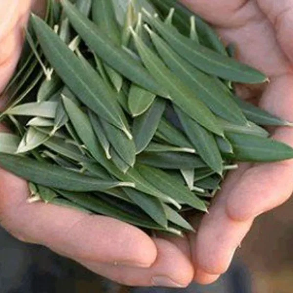 bcaa terbaik