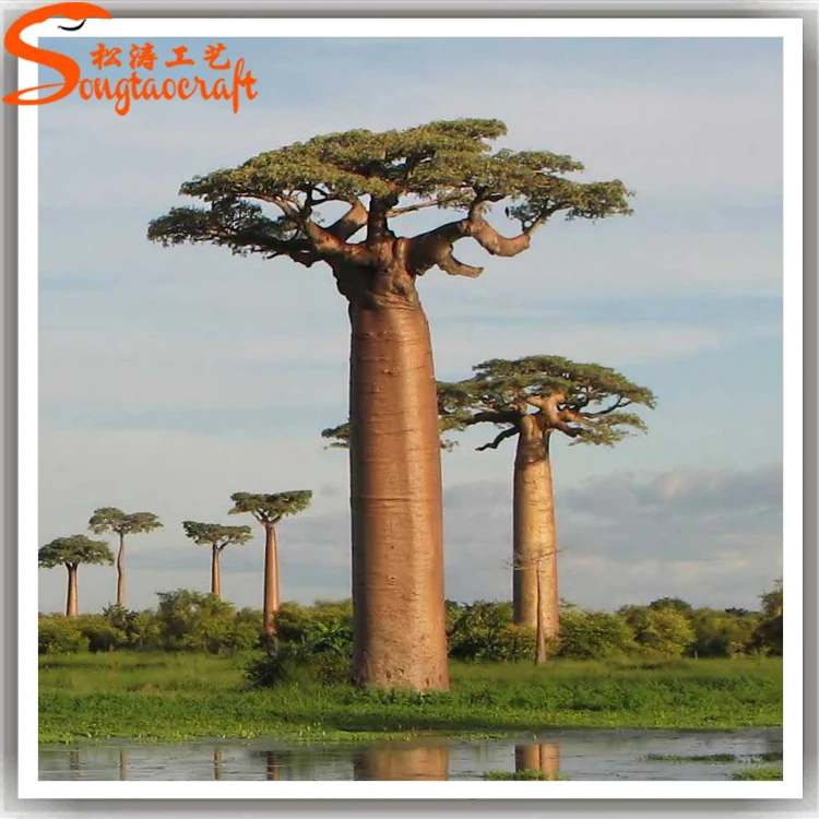 Giant Baobab Trees For Sale Baobab Tree For Landscape Buy Baobab