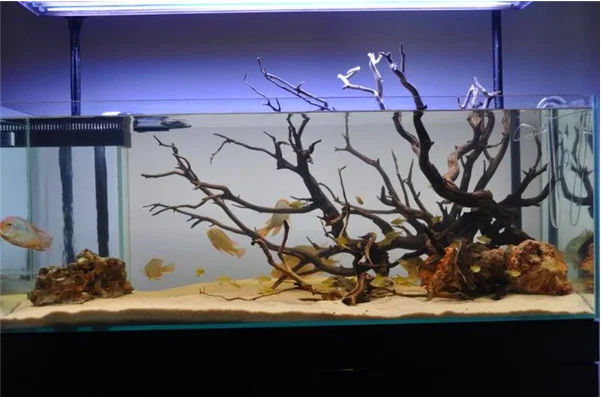 driftwood for fish tank