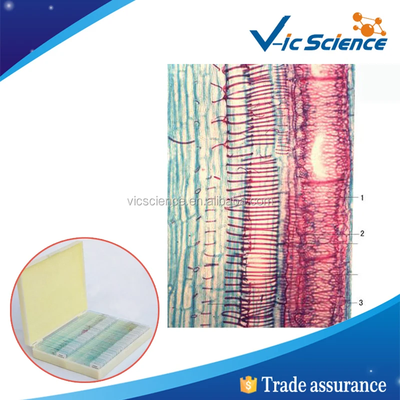 Plant Tissue Botany Slides Teaching Microscope Prepared Slides Botany