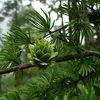 Golden Larch Seeds High Sprouting Rate Factory Directly Supply Pseudolarix Amabilis Seeds