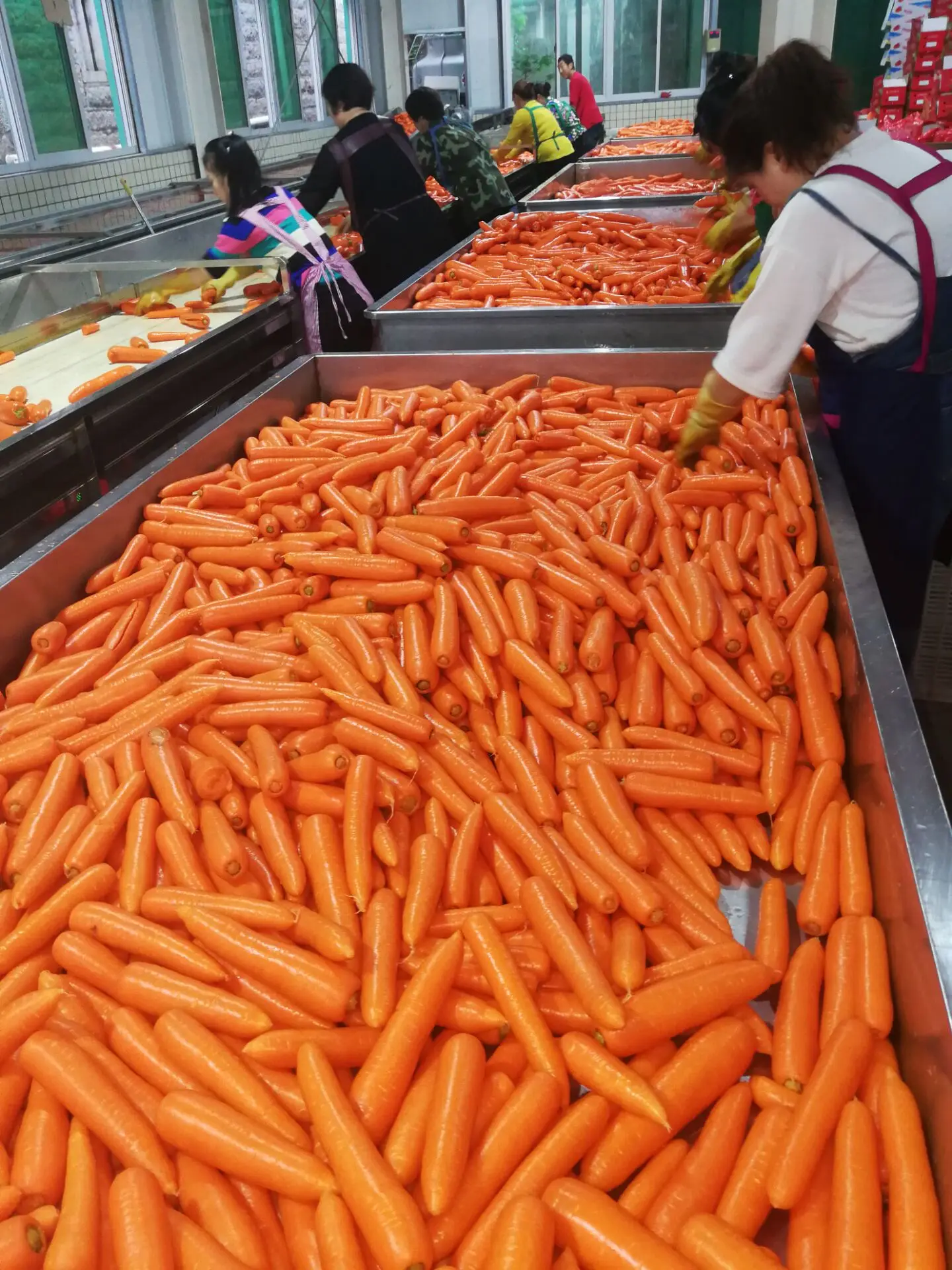 Hot Sale Bulk Carrot Buy Bulk Carrot,Carrot,Carrot Bulk Product on