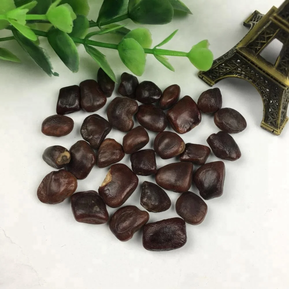 Tamarind Fruit High Edible And Medicinal Value Natural Fruit Tamarind Pulp Seeds Buy Tamarind Pulp Seeds Fruit Tamarind Pulp Seeds Natural Tamarind Pulp Seeds Product On Alibaba Com