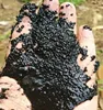Anaerobic granular seed sludge for anaeroic digestor