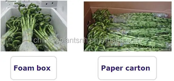 .jpg