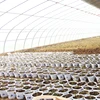 Professional plastic film greenhouses are used for greenhouse agricultural greenhouses where mushroom tomatoes are grown