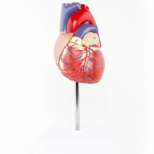 Gelsonlab Hsbm210 Life Size 2parts Plastic Human Heart Model Medical Plastics Heart Models