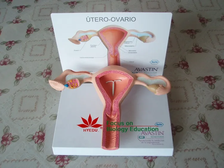 Hot Wholesalenormal Anatomy Female Vagina Model,Anatomical Vagina Model