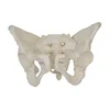 SE31441 Adult Female Pelvis Model