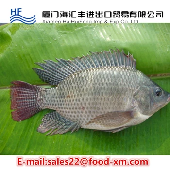 tilapia live wr frozen tropical wholesale fish larger