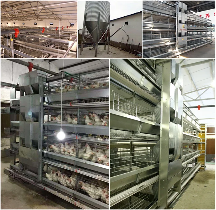 Baixin Automatic Chicken Poultry Equipment Cage System For Pullet With