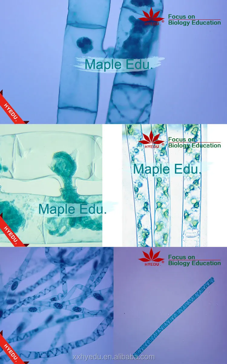 Fixed set Most popular algae biology prepared miscroscope slides set