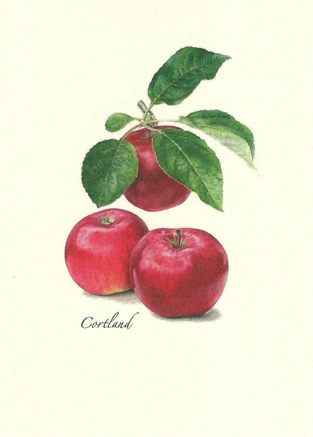 Steven M. Lewers Heirloom Apple Assortment Boxed Note Cards-- Set of 8