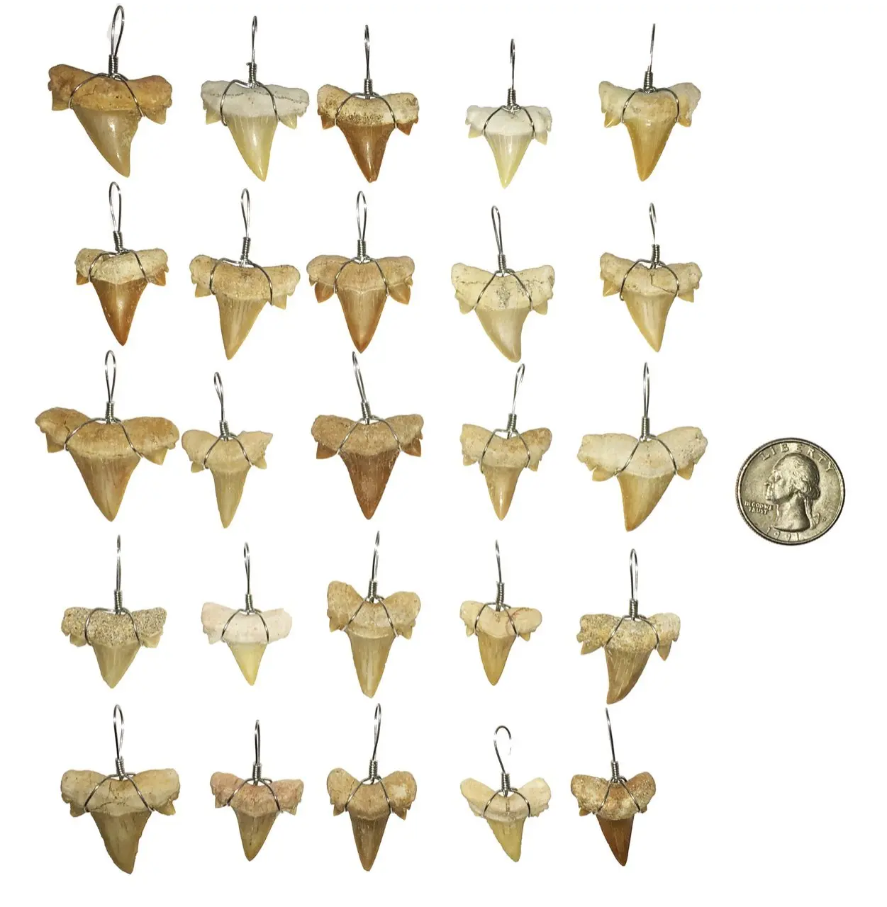 Shark Teeth For Sale Bulk - TeethWalls