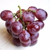 Grapes factory/red grapes/Best fresh red grapes