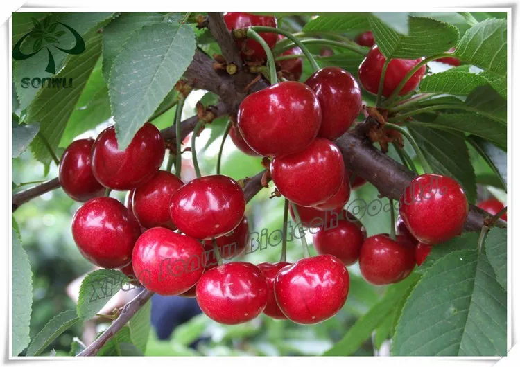 Organic Acerola Cherry Extract / Acerola Cherry Fruit Powder / Cherry ...