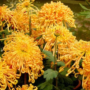 Hot Sale Chrysanthemum Seeds For Growing  Buy Mum Seeds,Chrysanthemum 