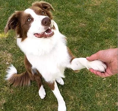 dog training shake hand.jpg