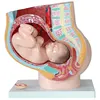 Female sagittal 4 pieces, female pelvic pregnancy nine months fetal model