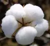 Cotton Linters 1st & 2nd. cut, Comber Noil, Dropping, Cotton Seeds