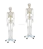 Skeleton Model Type and Medical Science Subject Cheap Plastic Skeletons