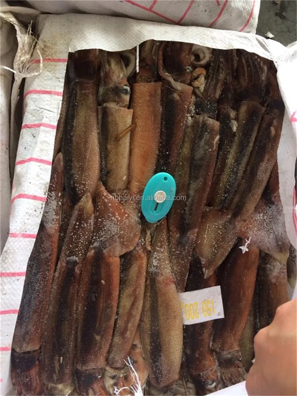 block squid .JPG