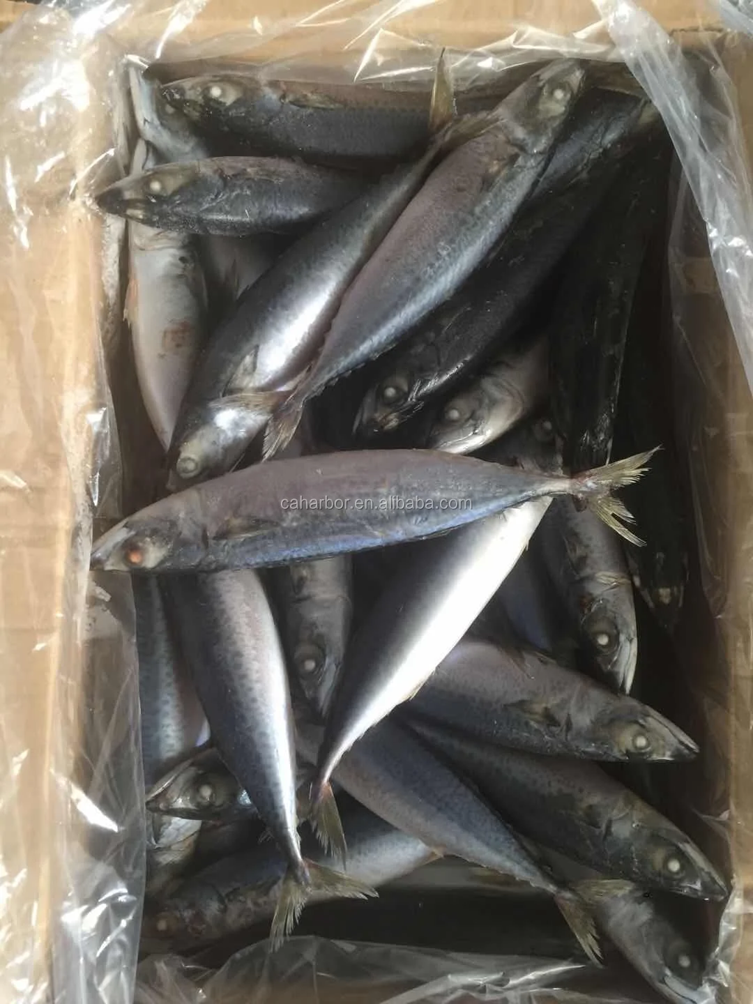 high grade whole round sea frozen pacific mackerel atlantic