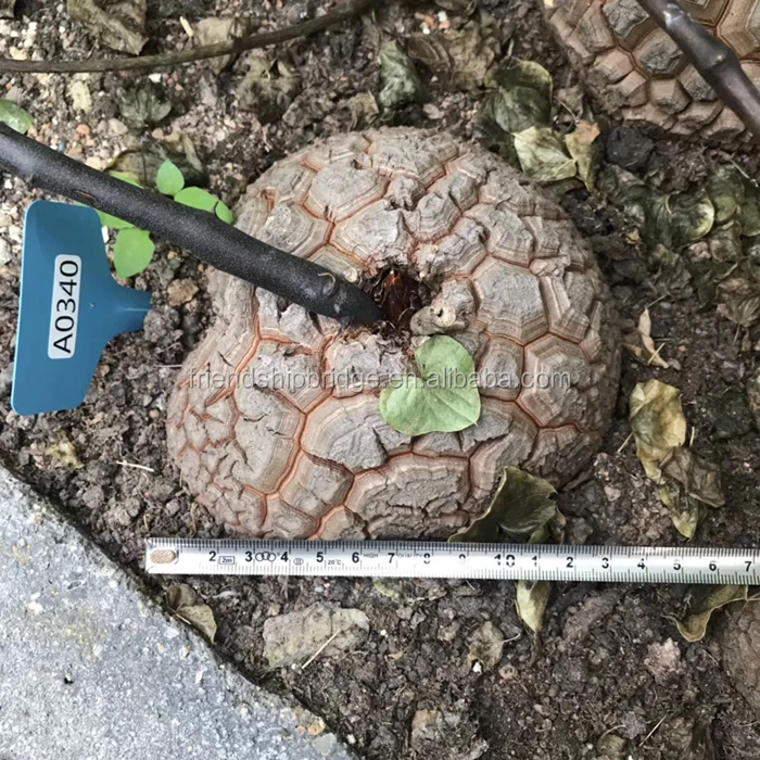 Dioscorea elephantipes 11.jpg