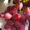 Hot Sell Fresh Sweet Chinese Red Grapes