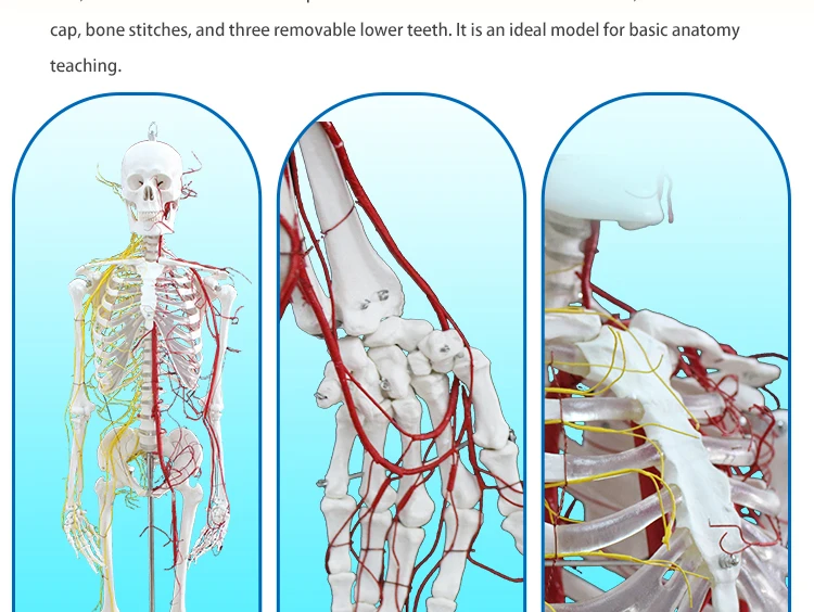 5 Skeleton model.jpg