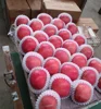 fuji apples full blush redness/100-125/138-198